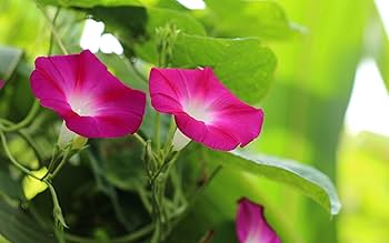未開封　MORNING GLORY Synthetic s-l1200.jpg